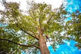 Alcoa, TN Tree Removal Company
