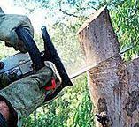  Alcoa, TN Tree Removal Pros