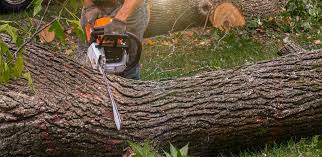 Best Lawn Renovation and Restoration  in Alcoa, TN