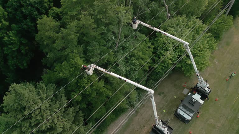 Best Hedge Trimming  in Alcoa, TN